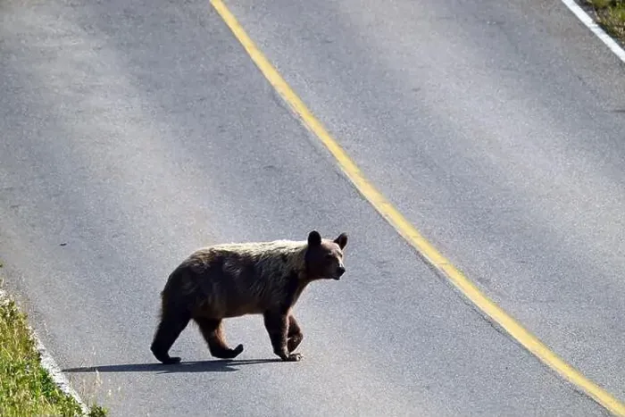 Framed Print : A female grizzly crossing a road near the town of Waterton in south Alberta, Canada Framed Print : A female grizzly crossing a road near the town of Waterton in south Alberta, Canada