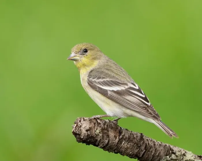 Framed Print : female Lesser Goldfinch (Spinus psaltria) perched on a back yard twig, Sacramento County California Framed Print : female Lesser Goldfinch (Spinus psaltria) perched on a back yard twig, Sacramento County California