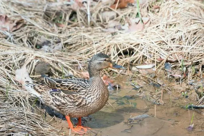 Framed Print : Female Mallard (Anas platyrhynchos) in the Chesapeake and Ohio Canal National Historical Park. Maryland. USA
