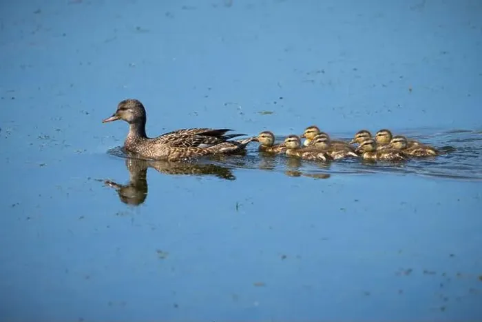 Framed Print : Female mallard duck and its ducklings in a marsh along the St. Lawrence River