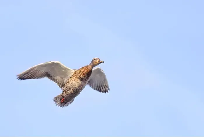 Framed Print : Female mallard duck in flight isolated against a blue winter sky in Canada Framed Print : Female mallard duck in flight isolated against a blue winter sky in Canada