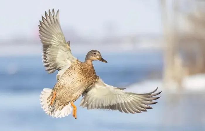 Framed Print : Female mallard duck in flight isolated against a blue winter sky in Canada Framed Print : Female mallard duck in flight isolated against a blue winter sky in Canada