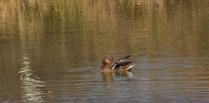Framed Print : A female mallard duck preening her feathers in a small pond Framed Print : A female mallard duck preening her feathers in a small pond