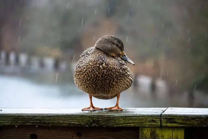 Framed Print : Female mallard duck during a rainy day at a pond in British Columbia Framed Print : Female mallard duck during a rainy day at a pond in British Columbia
