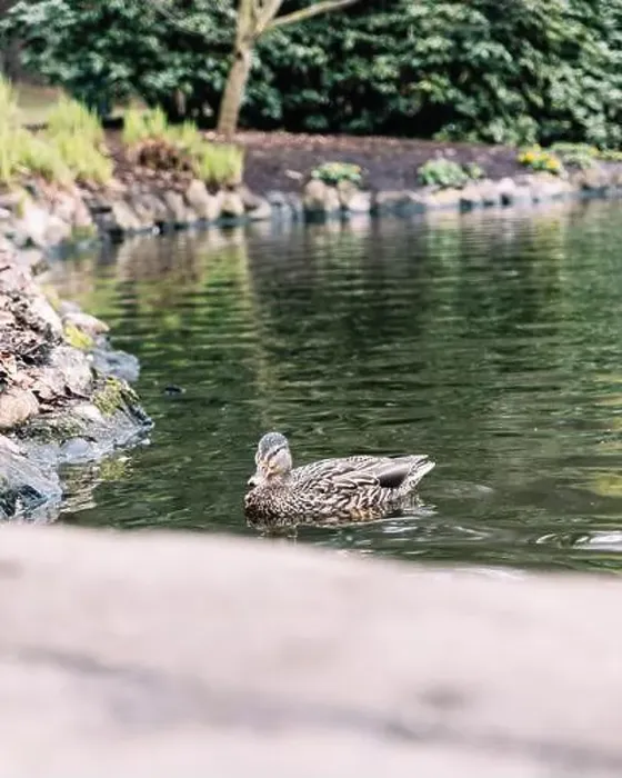 Framed Print : A female mallard duck swimming in the Goodacre Lake in Beacon Hill Park, Victoria, BC
