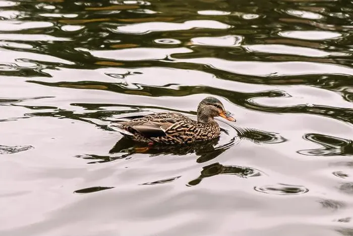 Framed Print : A female mallard duck swimming in the Goodacre Lake in Beacon Hill Park