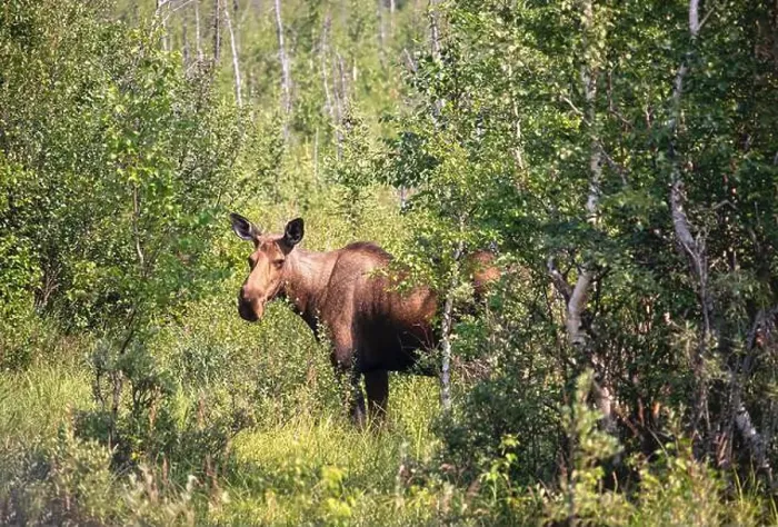 Framed Print : Female moose standing in green trees and plants on a sunny spring day near Delta Junction, Alaska