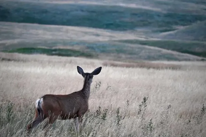 Framed Print : A female mule deer is looking in the distance near the town of Fort Macleod, Alberta, Canada Framed Print : A female mule deer is looking in the distance near the town of Fort Macleod, Alberta, Canada