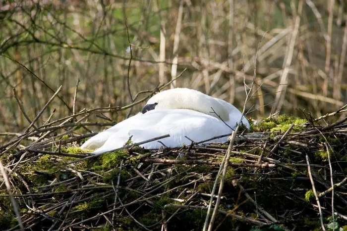 Framed Print : Female mute swan asleep on nest of moss and twigs Donnington Gloucestershire The Cotswolds England United Kingdom Framed Print : Female mute swan asleep on nest of moss and twigs Donnington Gloucestershire The Cotswolds England United Kingdom