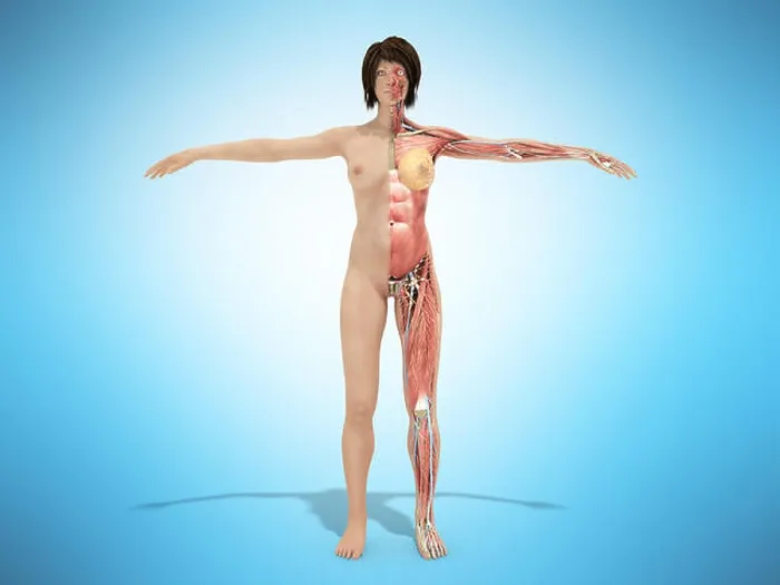 Framed Print : A female nude body anatomy for books 3d illustration on blue Framed Print : A female nude body anatomy for books 3d illustration on blue
