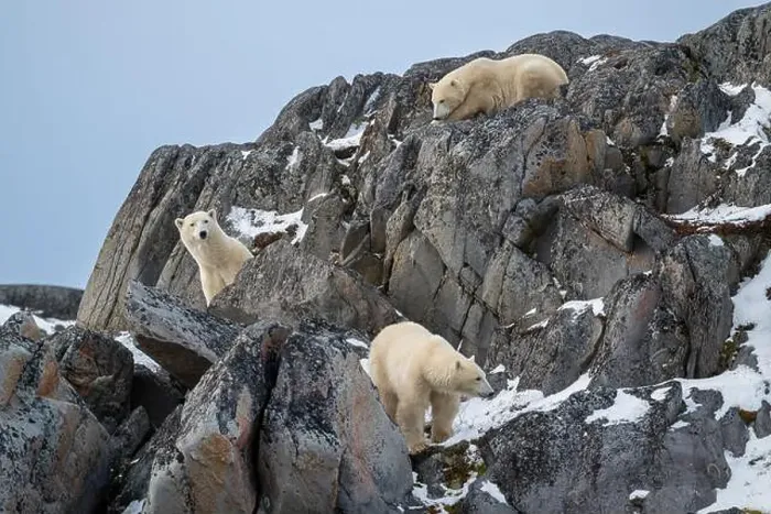 Framed Print : A female polar bear and two cubs climbing on the rocks along the Hudson Bay just outside of Churchill Framed Print : A female polar bear and two cubs climbing on the rocks along the Hudson Bay just outside of Churchill