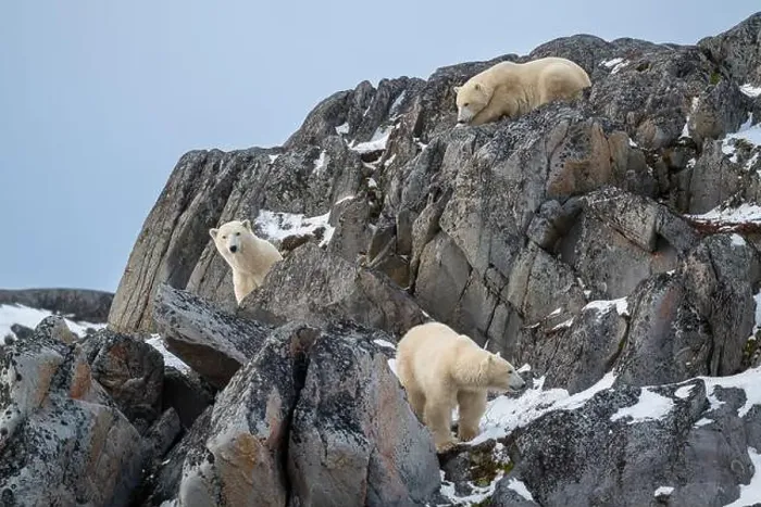 Framed Print : A female polar bear and two cubs climbing on the rocks along the Hudson Bay just outside of Churchill Framed Print : A female polar bear and two cubs climbing on the rocks along the Hudson Bay just outside of Churchill