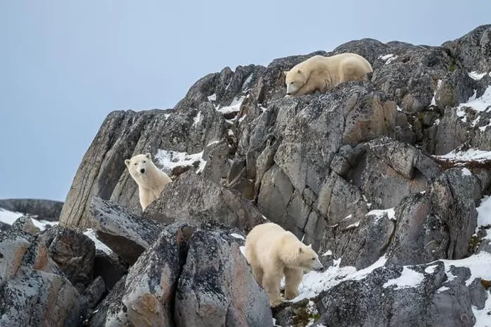 Framed Print : A female polar bear and two cubs climbing on the rocks along the Hudson Bay just outside of Churchill Framed Print : A female polar bear and two cubs climbing on the rocks along the Hudson Bay just outside of Churchill