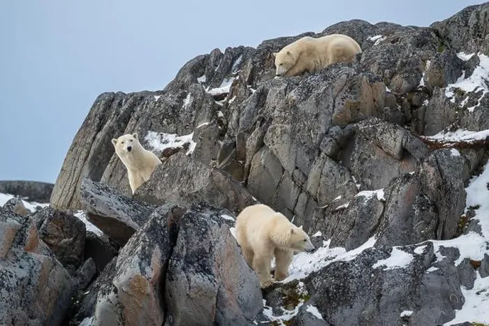 Framed Print : A female polar bear and two cubs climbing on the rocks along the Hudson Bay just outside of Churchill Framed Print : A female polar bear and two cubs climbing on the rocks along the Hudson Bay just outside of Churchill
