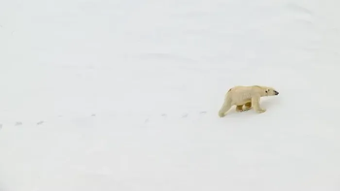 Framed Print : Female polar bear (Ursus maritimus) with eartag and collar for research Framed Print : Female polar bear (Ursus maritimus) with eartag and collar for research