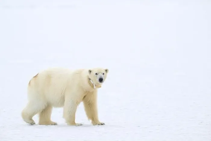 Framed Print : Female polar bear (Ursus maritimus) with eartag and collar for research Framed Print : Female polar bear (Ursus maritimus) with eartag and collar for research