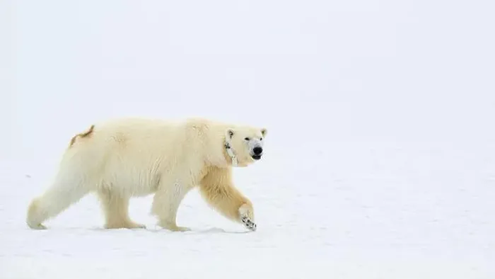 Framed Print : Female polar bear (Ursus maritimus) with eartag and collar for research Framed Print : Female polar bear (Ursus maritimus) with eartag and collar for research