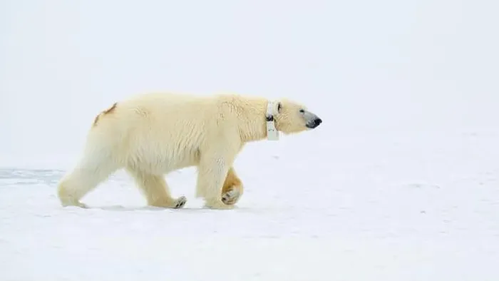 Framed Print : Female polar bear (Ursus maritimus) with eartag and collar for research Framed Print : Female polar bear (Ursus maritimus) with eartag and collar for research