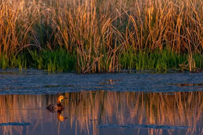 Framed Print : Female redhead duck at Ninepipe National Wildlife Refuge near Ronan, Montana, USA. (Editorial Use Only) Framed Print : Female redhead duck at Ninepipe National Wildlife Refuge near Ronan, Montana, USA. (Editorial Use Only)