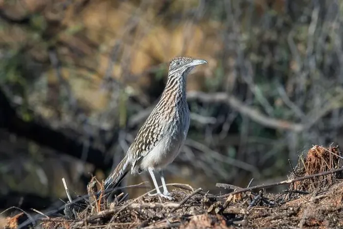 Framed Print : A female roadrunner in the Sonoran Desert near Phonix, Arizona Framed Print : A female roadrunner in the Sonoran Desert near Phonix, Arizona