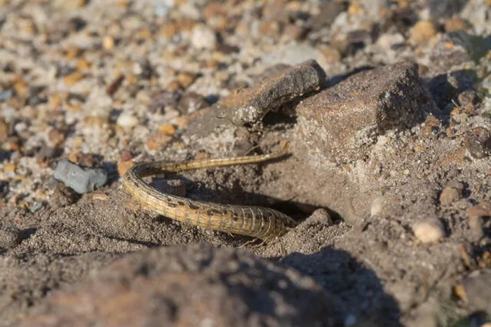 Framed Print : Female sand lizard (Lacerta agilis) excavating an egg-laying burrow in a sandy patch on a Surrey heathland site Framed Print : Female sand lizard (Lacerta agilis) excavating an egg-laying burrow in a sandy patch on a Surrey heathland site