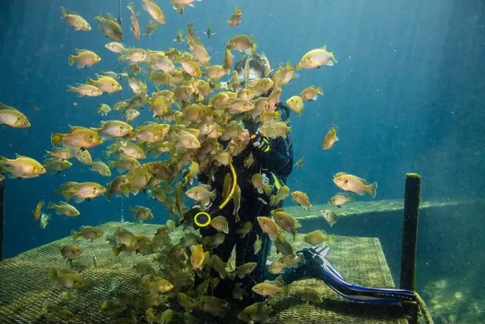 Framed Print : Female scuba diver feeding a school of bluegill fish, Blue Grotto, Williston, Florida, USA
