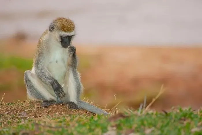 Framed Print : Female Vervet monkey Framed Print : Female Vervet monkey