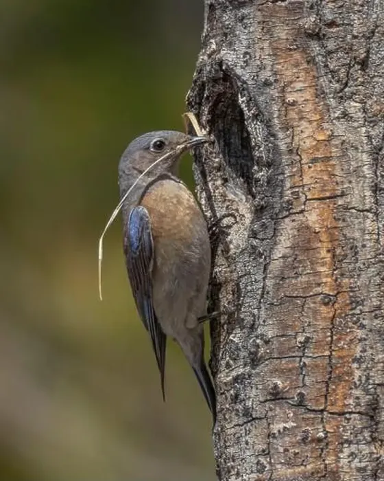 Framed Print : female Western Bluebird bringing nest materials to nest cavity, Sierra County California Framed Print : female Western Bluebird bringing nest materials to nest cavity, Sierra County California