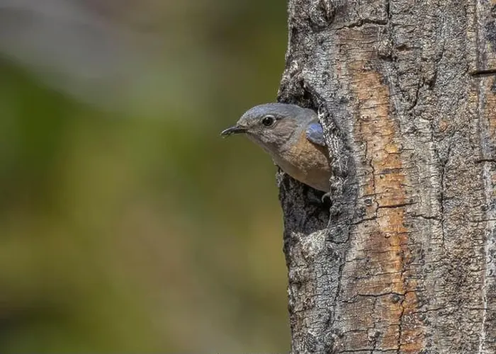 Framed Print : female Western Bluebird leaving nest cavity, Sierra County California Framed Print : female Western Bluebird leaving nest cavity, Sierra County California