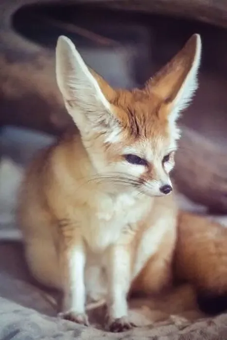 Framed Print : Fennic Fox