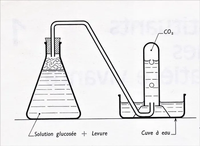 Framed Print : Fermentation alcoolique d'une solution glucosée Framed Print : Fermentation alcoolique d'une solution glucosée