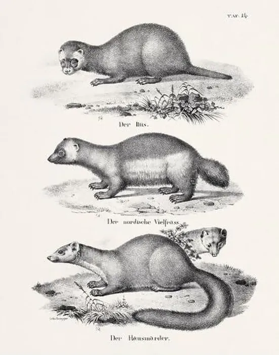 Framed Print : Ferret Illustration. Zoological Lithography. Natural History Art