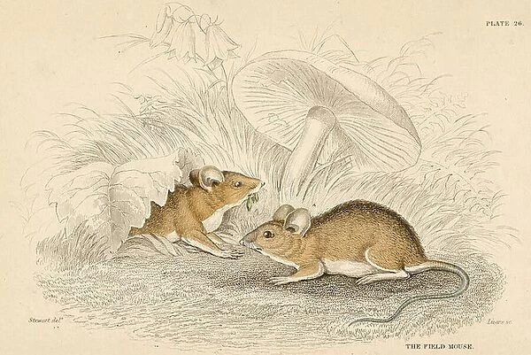 Field Mouse - Mus sylvatica: small rodent. Hand-coloured engraving from A History of British Quadrupeds, Edinburgh, 1838