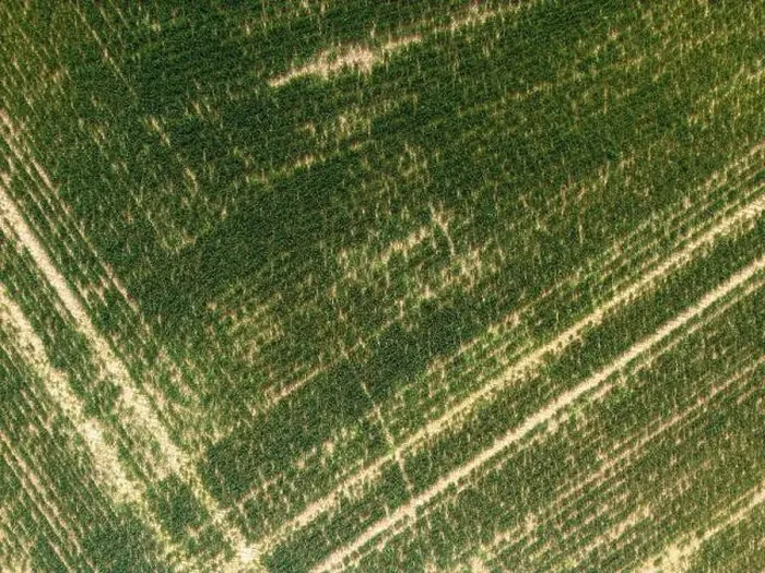 Framed Print : Field with small plants captured with drone Framed Print : Field with small plants captured with drone