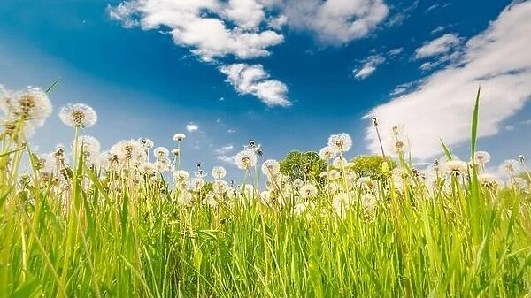 Field of spring flowers and perfect sky