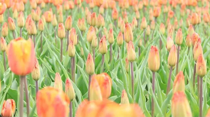 Framed Print : A field with unopened tulips. Tulip buds close up Framed Print : A field with unopened tulips. Tulip buds close up