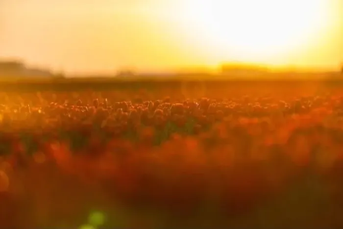 Framed Print : Fields of blooming red tulips at sunrise. Beautiful outdoor scenery in Netherlands, Europe Framed Print : Fields of blooming red tulips at sunrise. Beautiful outdoor scenery in Netherlands, Europe