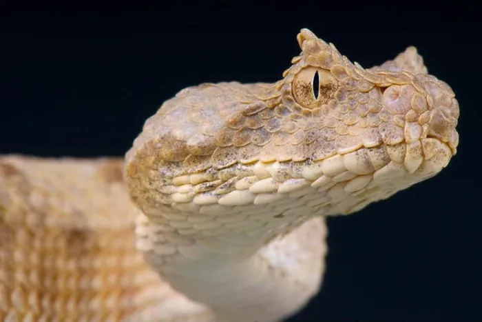Framed Print : Field's horned viper / Pseudocerastes fieldi Framed Print : Field's horned viper / Pseudocerastes fieldi