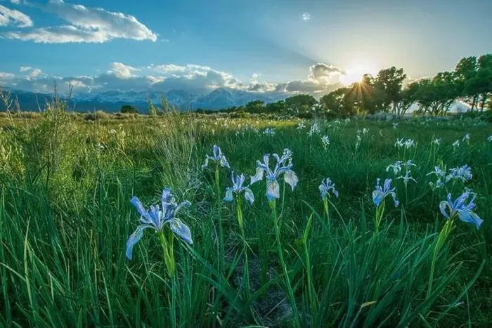 Framed Print : The fields outside of Bishop, Inyo County, CA, USA, can burst with wildflowers such as iris or lupine in May each year Framed Print : The fields outside of Bishop, Inyo County, CA, USA, can burst with wildflowers such as iris or lupine in May each year