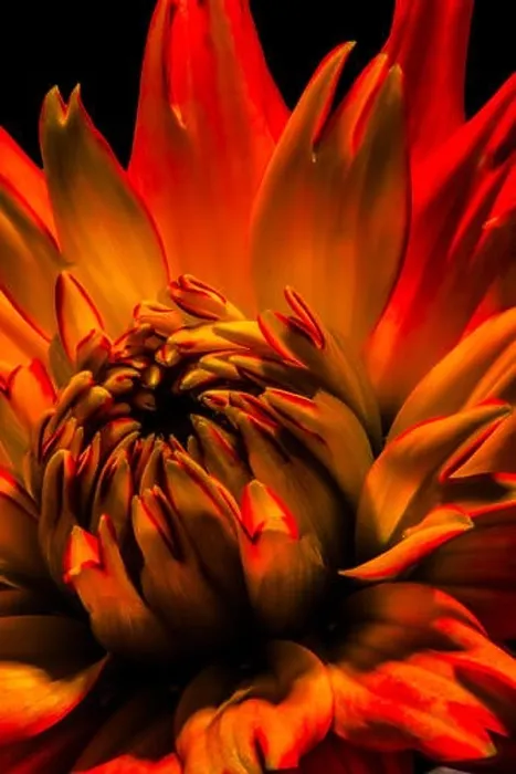 Framed Print : fiery red vibrant isolated dahlia blossom macro on black background in surrealistic pop art painting style Framed Print : fiery red vibrant isolated dahlia blossom macro on black background in surrealistic pop art painting style