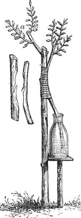 Framed Print : Fig. 5 Approach grafting or Inarching vintage engraving. Old engraved illustration of approach grafting Framed Print : Fig. 5 Approach grafting or Inarching vintage engraving. Old engraved illustration of approach grafting