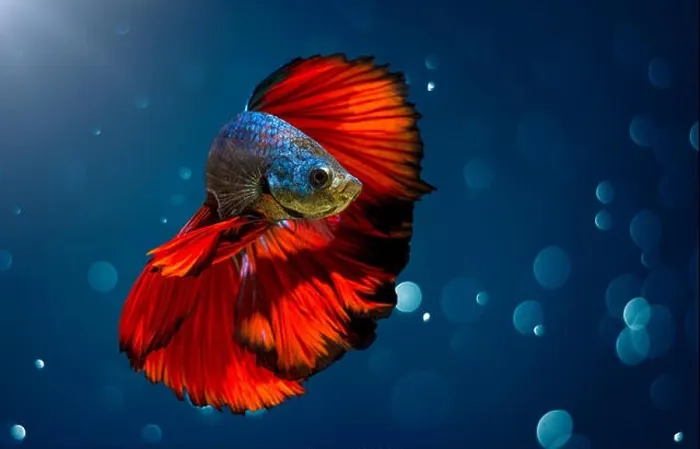 Framed Print : Fighting fish Red blue Light background with bokeh Framed Print : Fighting fish Red blue Light background with bokeh