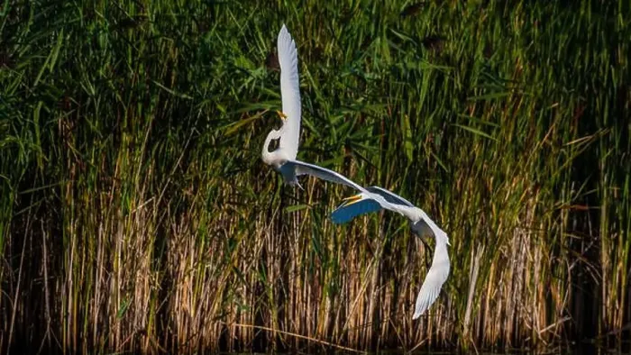 Framed Print : Two fighting Great Egrets, tall Framed Print : Two fighting Great Egrets, tall