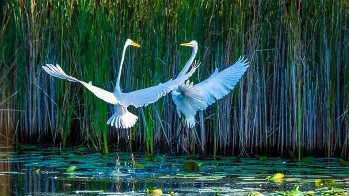 Framed Print : Two fighting Great Egrets, tall Framed Print : Two fighting Great Egrets, tall