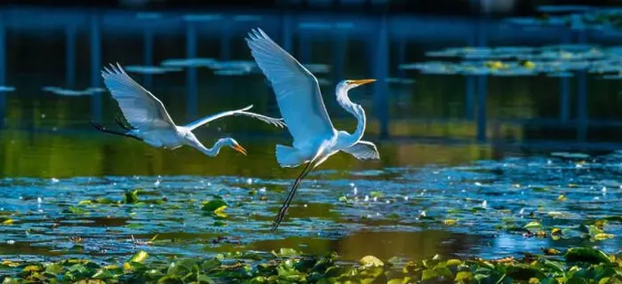 Framed Print : Two fighting Great Egrets, tall Framed Print : Two fighting Great Egrets, tall