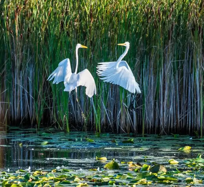 Framed Print : Two fighting Great Egrets, tall Framed Print : Two fighting Great Egrets, tall