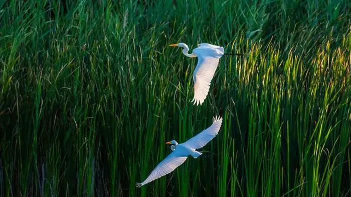 Framed Print : Two fighting Great Egrets, tall Framed Print : Two fighting Great Egrets, tall