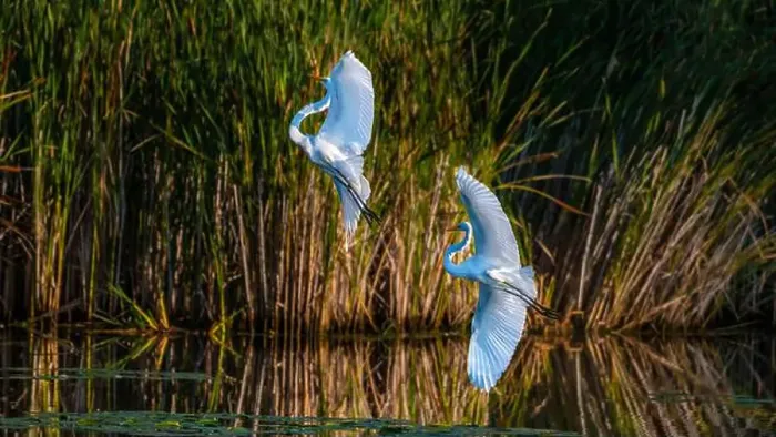 Framed Print : Two fighting Great Egrets, tall Framed Print : Two fighting Great Egrets, tall