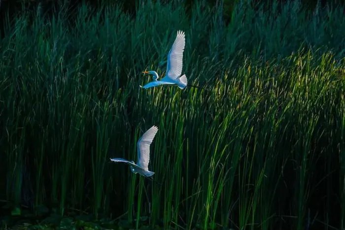 Framed Print : Two fighting Great Egrets, tall Framed Print : Two fighting Great Egrets, tall