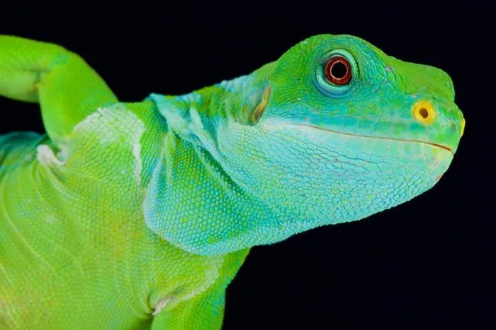 Framed Print : Fiji banded iguana (Brachylophus fasciatus) Framed Print : Fiji banded iguana (Brachylophus fasciatus)